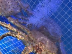 -77号渔船·蒸海鲜青岛菜(积米崖店)