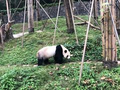 -都江堰中华大熊猫苑