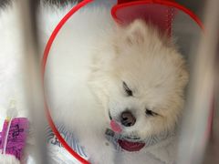 -美联众合动物医院·24h转诊中心