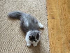 -纳吉亚猫专科动物医院·北北分院
