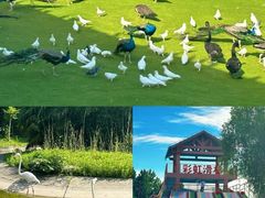 -顾村公园