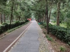 -合肥滨湖国家森林公园