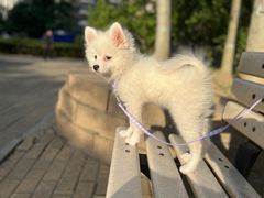 -FAELING PETS美天灵宠物(富力广场店)