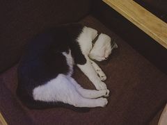 -猫的天空之城概念书店(杭州南宋御街店)