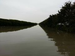 -大湾区中央湿地公园