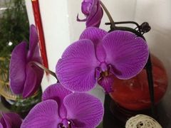 iphone_upload_pic-FEI FEI FLOWER鲜花店·气球派对·宝宝宴布置(虹口德必运动Loft店)