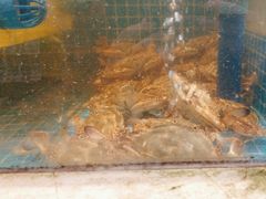 -妈妈菜舟山海鲜(定海古城店)