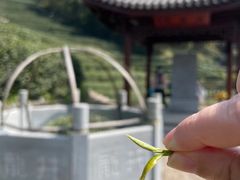 -十八棵（老龙井）御茶园(老龙井店)