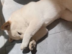 -猫小院猫主题餐厅(南锣旗舰店)