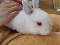 -猫猫幼稚园·撸猫·桌游·电玩