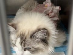 -达爱动物医院·犬猫分区·CT·复杂眼科(远洋山水分院)