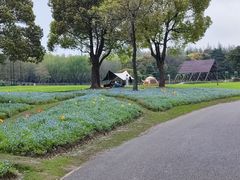 -上海滨江森林公园