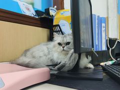 -宠颐生猫科·内科皮肤科(西平世纪城店)