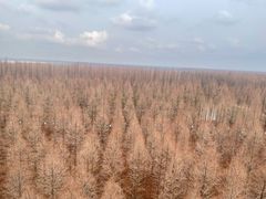 -黄海国家森林公园