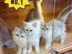 -猫十亿·布偶金渐层·曼基康矮脚猫舍(青年路店)