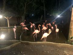 -清迈夜间动物园