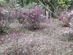 -燕晗山郊野公园