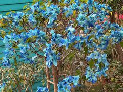 -南宫五洲植物乐园