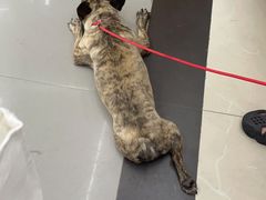 -爱侣宠医·鹦鹉专科·小型哺乳类·异宠专科(灵石路店)