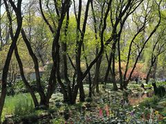 -上海共青森林公园