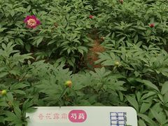 -仁和公园(顺义区)