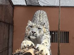 -青藏高原野生动物园