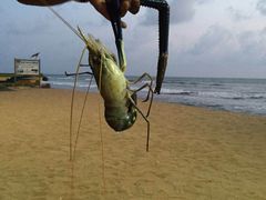 -Green Lobster Waskaduwa Seafood Restaurant