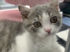 -babydoll猫舍·米努特·德文·缅因(久光中心店)