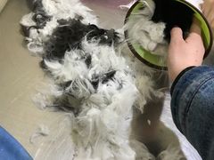 -米苏动物医院·犬猫专科·骨科外科内窥镜