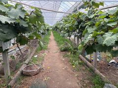 -马陆小张葡萄园农家乐