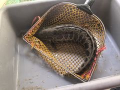 -金三可市井水煮鱼(金碧园店)