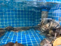 -宾朋海鲜特色美食餐厅·纯手工鲅鱼水饺(兴海路店)