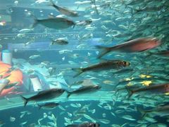 -瑞普利水族馆