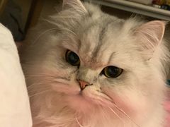-FAELING PETS美天灵宠物(富力广场店)