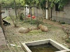 -合肥野生动物园