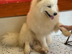 -喜柴咖啡·柴犬狗咖