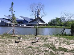 -盐城丹顶鹤湿地生态旅游区