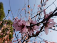 -金鸡山公园