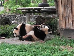 -都江堰中华大熊猫苑