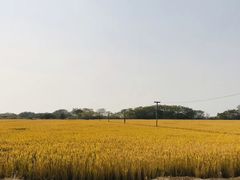 -七的湖·晚芳亭·阳澄湖农家菜·大闸蟹(莲花岛店)