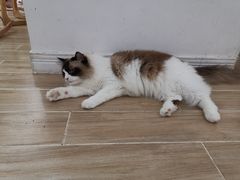 -李小姐の猫咖啡馆(五角场店)