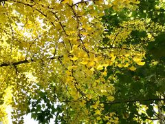 -三里屯东五街银杏大道