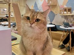 -滚猫咖啡·猫咖·猫友好撸猫(未来城店)