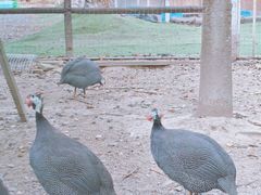 -桃园农庄·桃源宴