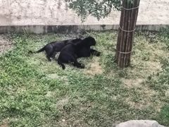 -石家庄市动物园