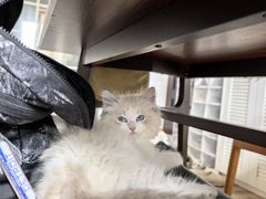 -柚子猫舍·精品猫舍购猫·猫咪认养·购宠·宠物店