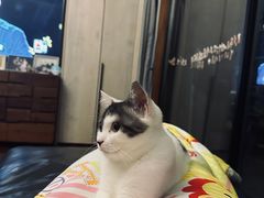 -关爱宠物医院·猫科中心·消化科(滨湖万达分院)