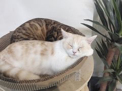 -Heymao猫咖.咖啡厅(东门店)
