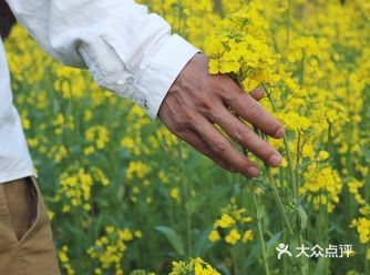 黄山徽州区灵山梯田花海
