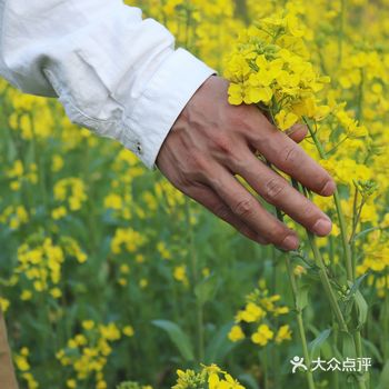 黄山徽州区灵山梯田花海